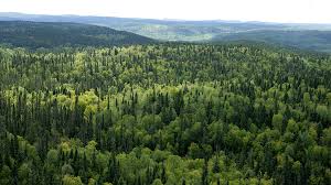 The 2014 Forestry Act governs the forestry licencing and appeals system in Ireland. Union representatives at Coillte said the process means anyone can appeal any licence "whether the appeal has merit or not