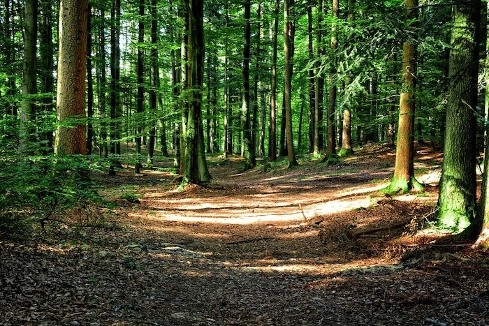 There are approximately 6,000 Coillte forest properties nationwide, all of which are open to the public.