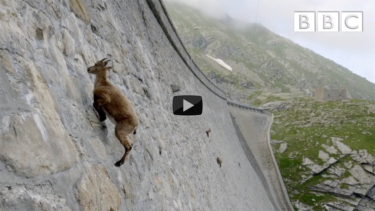 The incredible ibex defies gravity and climbs a dam | Forces of Nature with Brian Cox - BBC