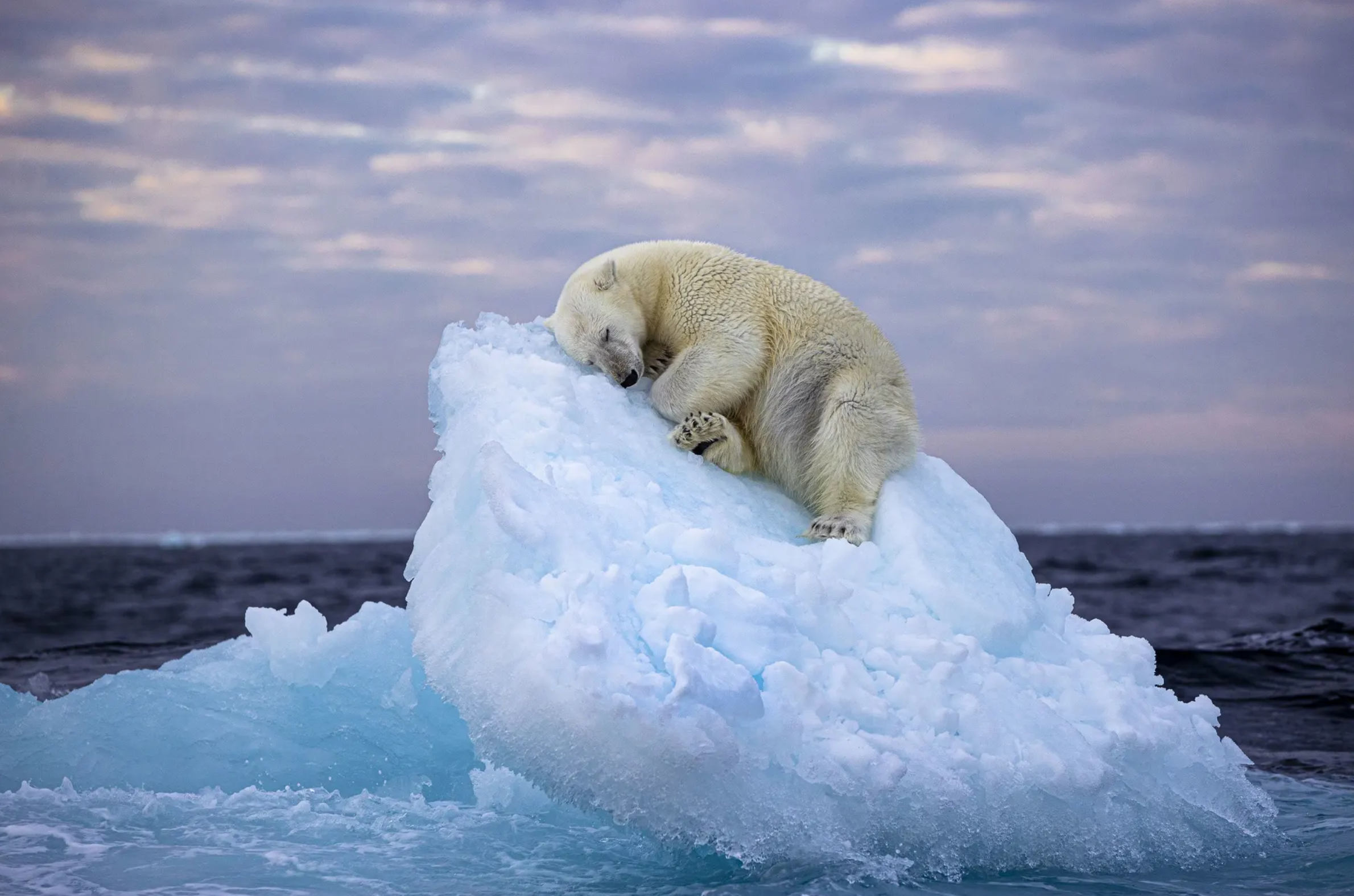 a polar bear napping on top of ice